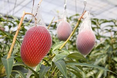 マンゴー (宮崎産)