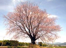 大坪の一本桜の写真